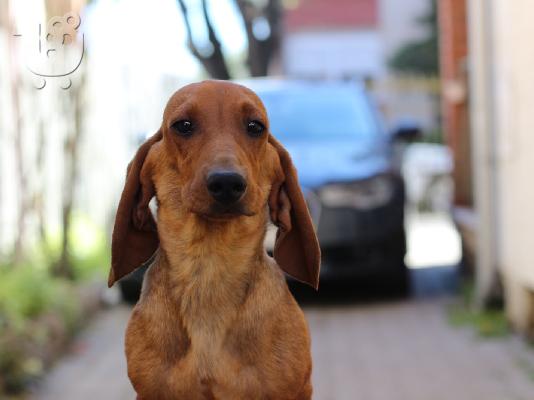 Dachshund