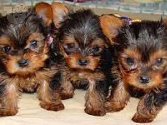 Αρσενικά και θηλυκά κουτάβια Yorkie