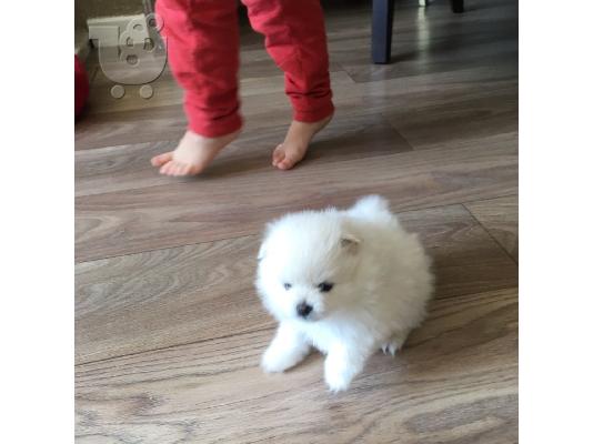 Πώληση Pomeranian σκύλοι και κουτάβια