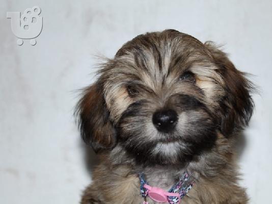 Κουτάβι Havanese bichon