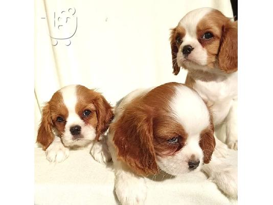 Cavalier King Charles Spaniel