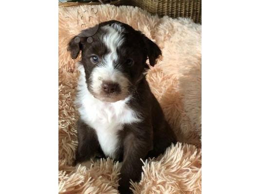 PoulaTo: Aussiedoodle Puppies