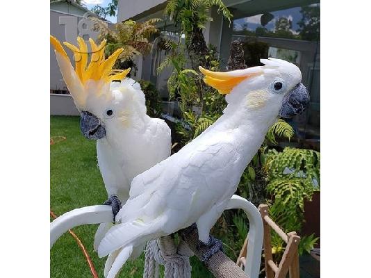 PoulaTo: Ομπρέλα Cockatoo Parrots