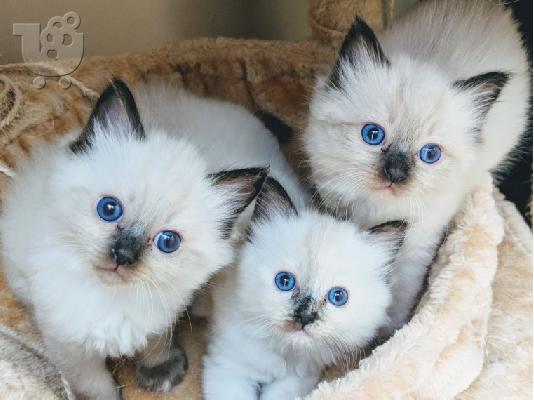 PoulaTo: Ragdoll - Blue Bicolour