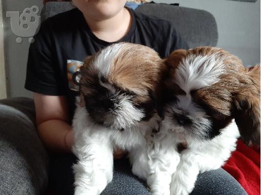 PoulaTo: Κουτάβι Shih Tzu προς πώληση