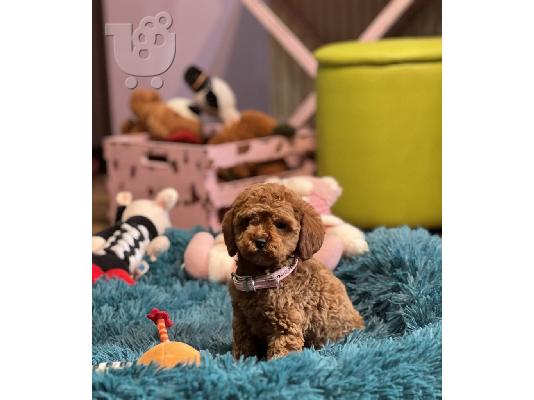 Κουτάβια Toy Poodle