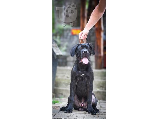 Cane Corso αρσενικό κουτάβι