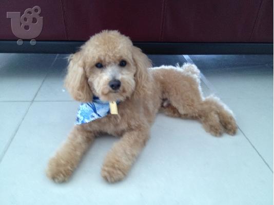 PoulaTo: Κανίς ΒΕΡΥΚΟΚΙ Poodle Κανίς APRICOT