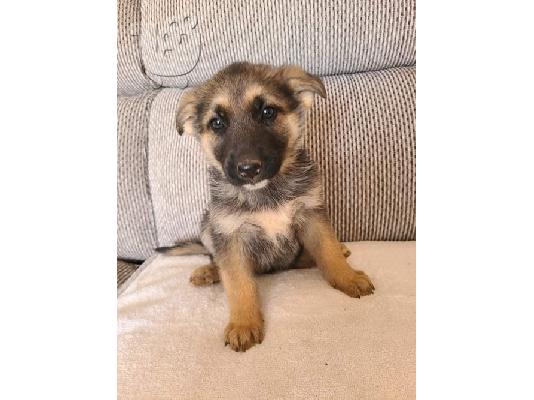 PoulaTo: German Sherpherd Puppies