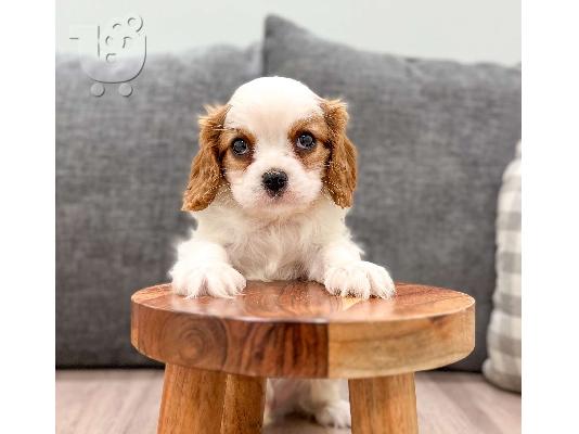 PoulaTo: Cavalier King Charles Spaniel