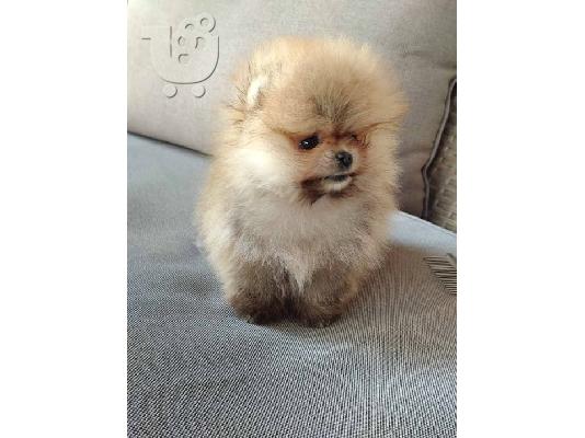 Pomeranian