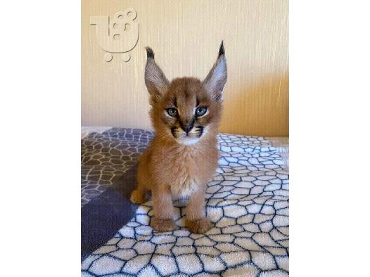 PoulaTo: Serval και Savannah, caracal εγγεγραμμένα γατάκια