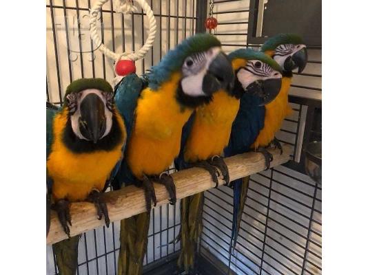 PoulaTo: Όμορφοι μπλε και χρυσοί παπαγάλοι Macaws