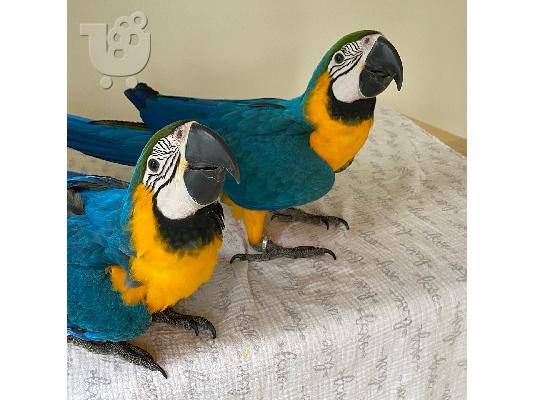 PoulaTo: Όμορφοι μπλε και χρυσοί παπαγάλοι Macaws