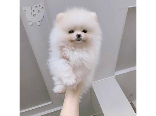 PoulaTo: pomeranian mini