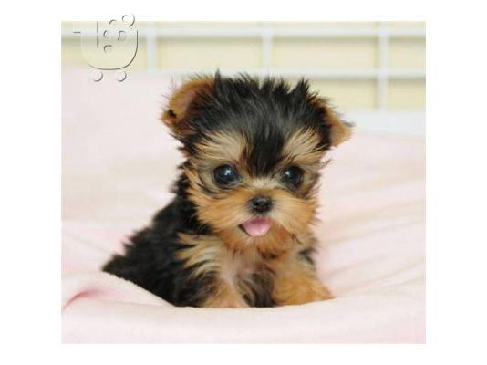 PoulaTo: YORKSHIRE MINI PUPPIES