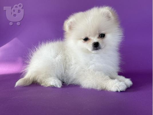 Pomeranian Spitz κουτάβια προς πώληση