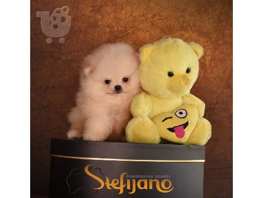 Pomeranian Boo Κουτάβια