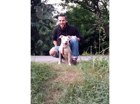 PITBULL!