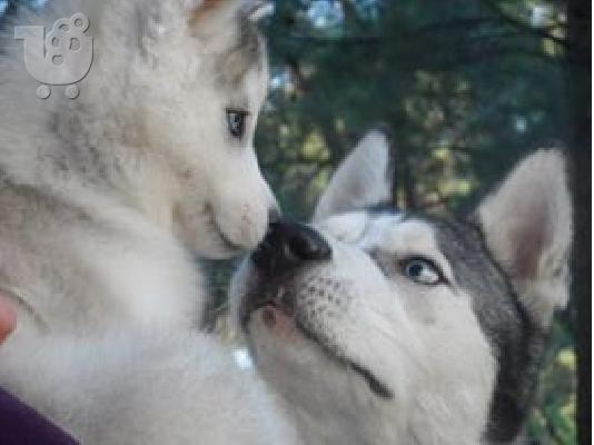 Siberian Husky Puppies