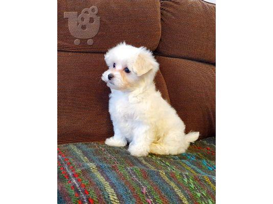 PoulaTo: Maltese Puppies Available