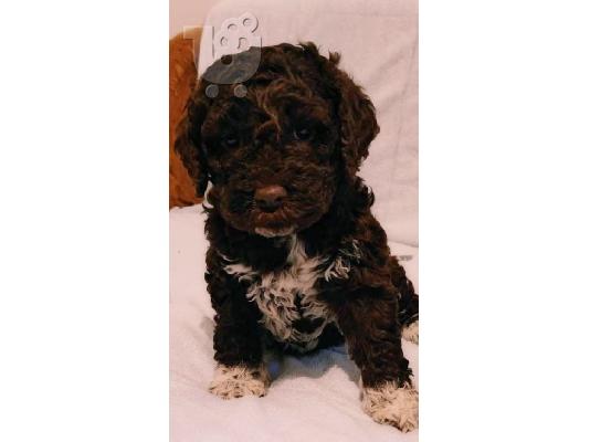 Lagotto Romagnolo κουτάβια
