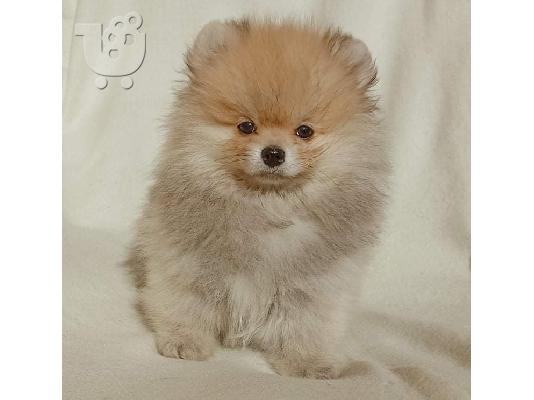 Pomeranian Spitz κουτάβι