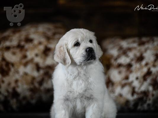 Κουτάβια και νεαροί σκύλοι Golden Retriever προς πώληση