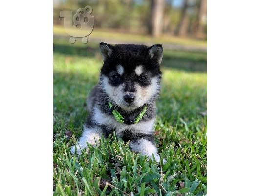 PoulaTo: Alaskan Malamute Puppies