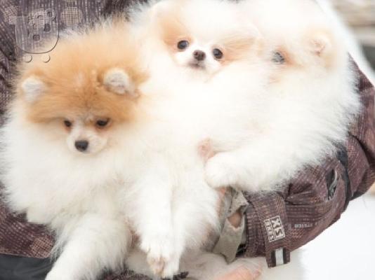 Πολυτελή Mini Pomeranian κουτάβια