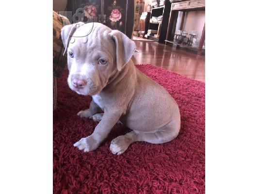PoulaTo: American Bully puppies