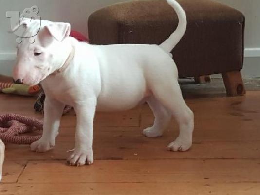 PoulaTo: Υπέροχα κουτάβια Bull Terrier για νέα σπίτια