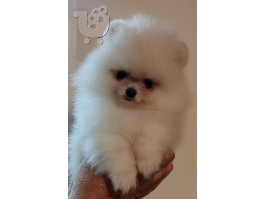 PoulaTo: MINI Pomeranian κουτάβια