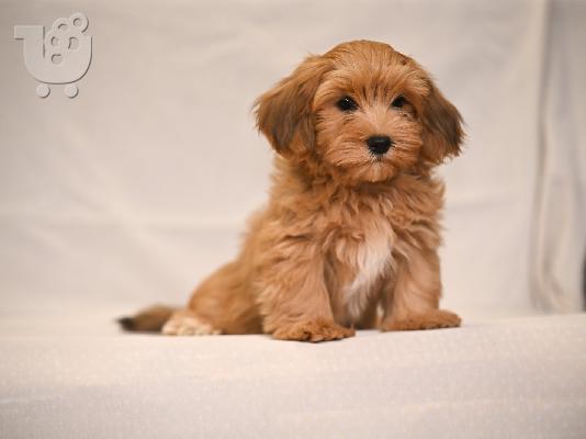 Havanese Bichon κουτάβια