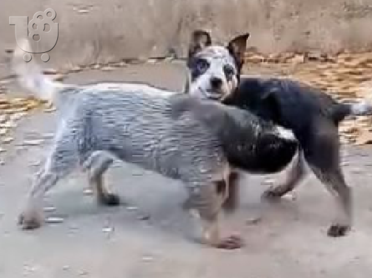 Κουτάβια Australian Cattle Dog