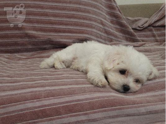 PoulaTo: Maltese Mini