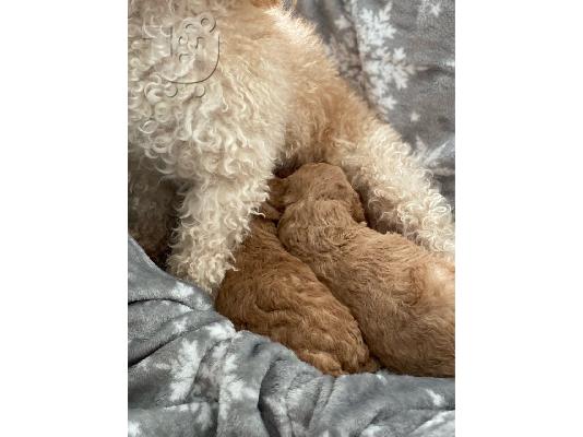 Εγγεγραμμένο παιχνίδι Poodle κουτάβια