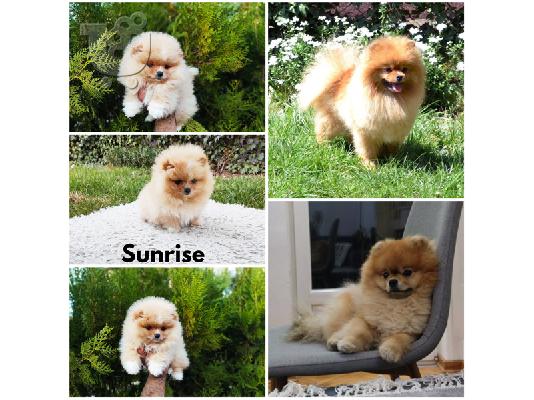 PoulaTo: Pomeranian Spitz