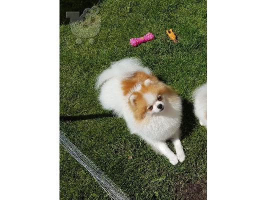 Πολυτελή Mini Pomeranian κουτάβια