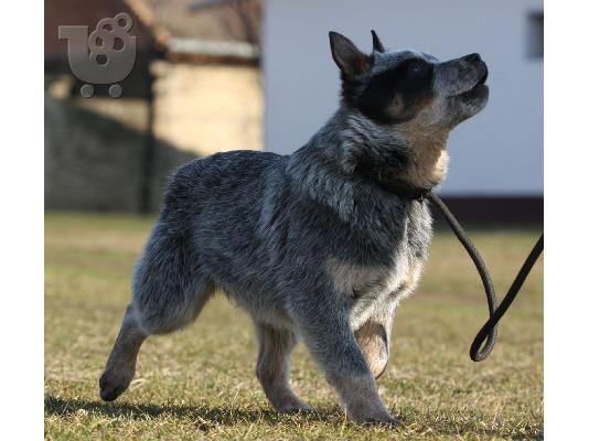 Κουτάβια Australian Cattle Dog