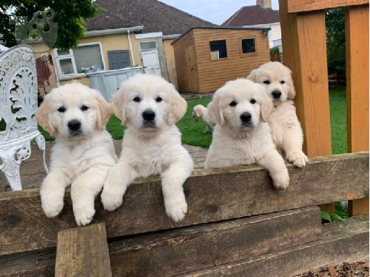 PoulaTo: Disponibili pui jucăuși de Golden Retriever
