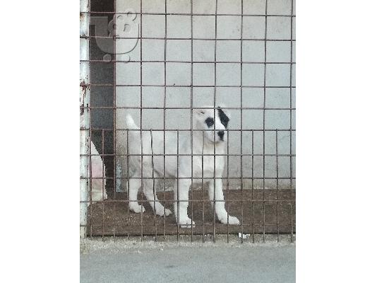 PoulaTo: Ποιμενικός Κεντρικής Ασίας Alabai