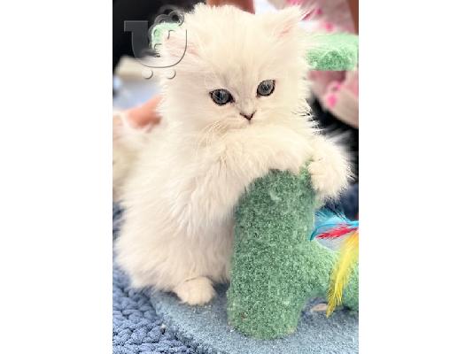 PoulaTo: Γνωρίστε το Jewel Persian kitten για εσάς~