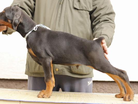 Doberman