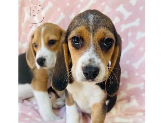 Εδώ παρουσιάζουμε τα υπέροχα κουτάβια Beagle που είναι...