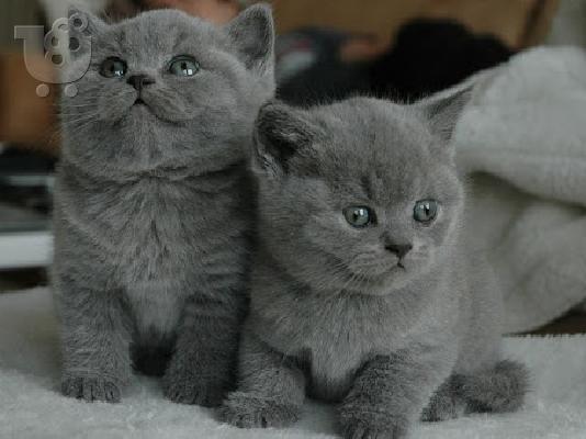 PoulaTo: βρετανικά γατάκια μικρής ηλικίας  / british shorthair