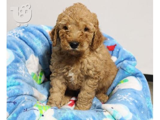 PoulaTo: Goldendoodle Puppies