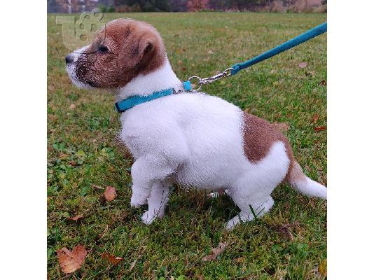 PoulaTo: Πανέμορφα κουτάβια Jack Russel.