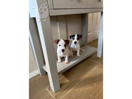 PoulaTo: Κουτάβια Jack Russel διαθέσιμα για νέο σπίτι.