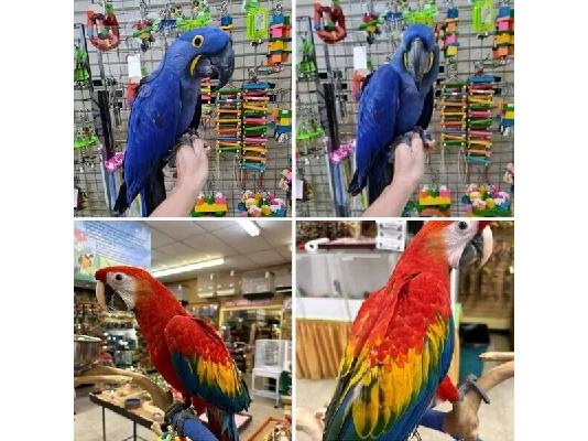 PoulaTo: Macaw, Cockatoo, African Grey και άλλοι παπαγάλοι